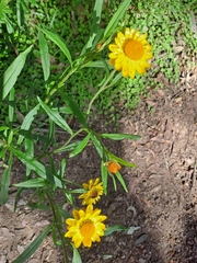 Xerochrysum bracteatum