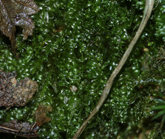 Plagiothecium succulentum