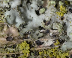 Phaeophyscia orbicularis orbicularis