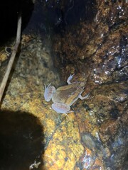 Microhyla mukhlesuri