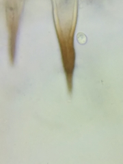 Marasmius cohaerens lachnophyllus