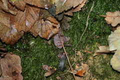 Plagiothecium succulentum