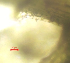 Plagiothecium succulentum