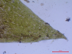 Plagiothecium succulentum