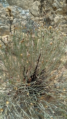 Aphyllocladus spartioides