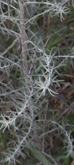 Baccharis artemisioides