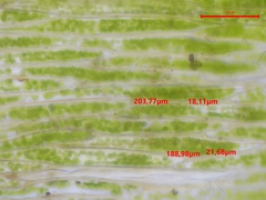 Plagiothecium succulentum