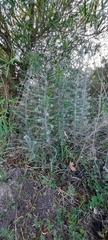 Baccharis artemisioides