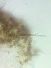 Marasmius cohaerens lachnophyllus