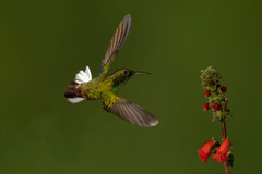 Microchera cupreiceps