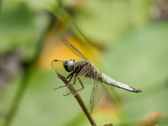 Libellula fulva