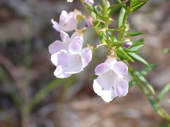 Prostanthera scutellarioides