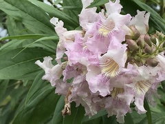× chitalpa tashkentensis