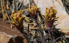 Castilleja cinerea