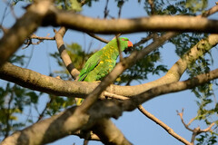 Trichoglossus chlorolepidotus