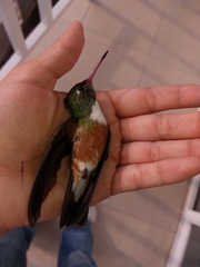 Amazilis amazilia