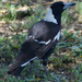 Northeastern Black-backed Magpie - Photo (c) Russell Cumming, some rights reserved (CC BY-NC), uploaded by Russell Cumming