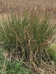 Juncus patens