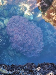 Corallina officinalis