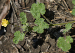 Abutilon malvifolium