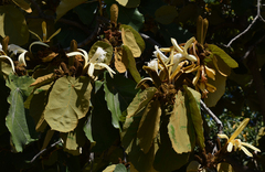 Pterospermum acerifolium