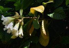 Beaumontia grandiflora