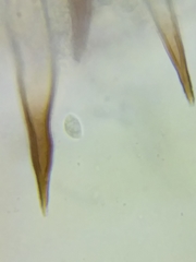 Marasmius cohaerens lachnophyllus