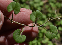 Dichondra repens