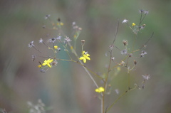 Chrysopsidinae