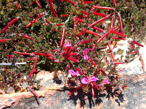 Indigofera swartbergensis MS (Indigofera swartbergensis)