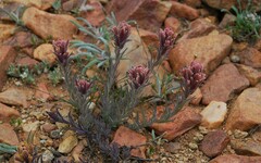 Castilleja cinerea