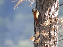 Lepidocolaptes leucogaster