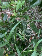 Eragrostis amabilis
