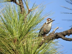 Dryobates arizonae