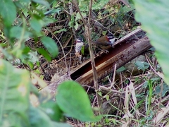 Pomatorhinus musicus