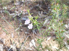 Prostanthera scutellarioides
