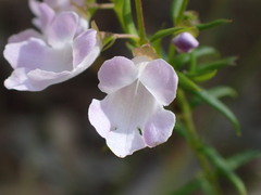 Prostanthera scutellarioides