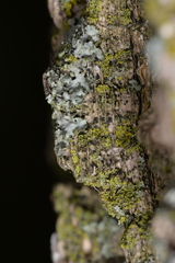 Phaeophyscia orbicularis orbicularis