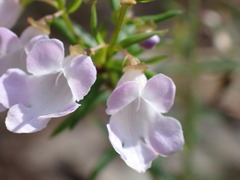Prostanthera scutellarioides