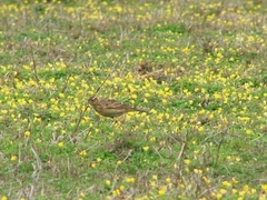 Alauda gulgula coelivox