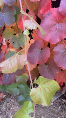 Vitis californica