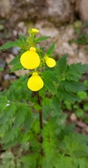 Calceolaria tripartita