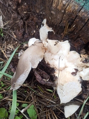 Pleurotus ostreatus