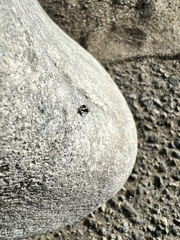 Oxyopes