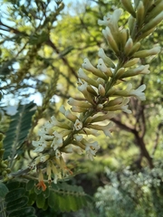 Eysenhardtia polystachya