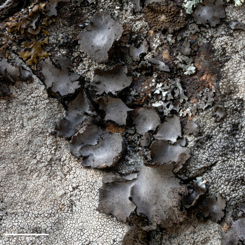 pupkovka pevná (Umbilicaria vellea)