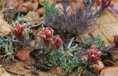 Castilleja cinerea