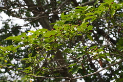 Ilex pedunculosa