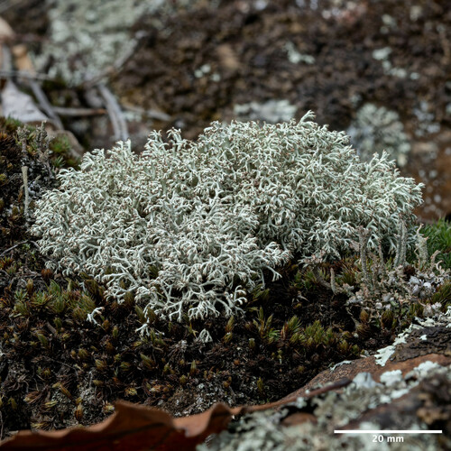 dutohlávka jemná (Cladonia arbuscula mitis)