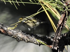Peucedramus taeniatus
